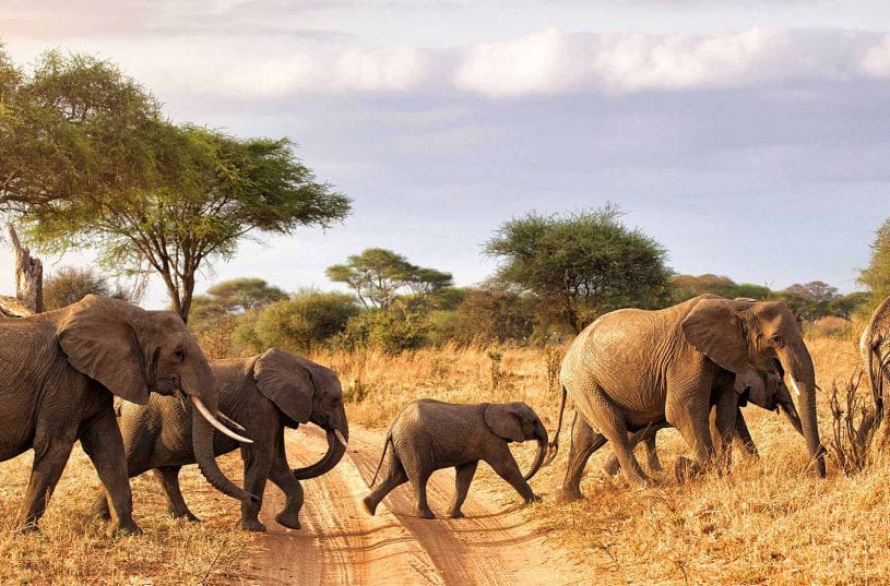 The Big 5 Tanzania family safari