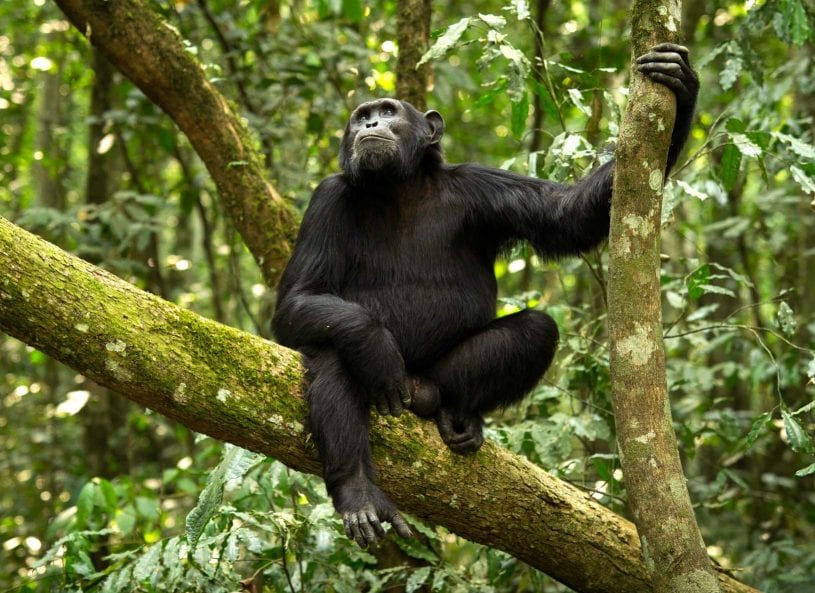 Serengeti Encompassed Family Safari