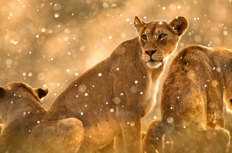 Lions of the Serengeti Safari