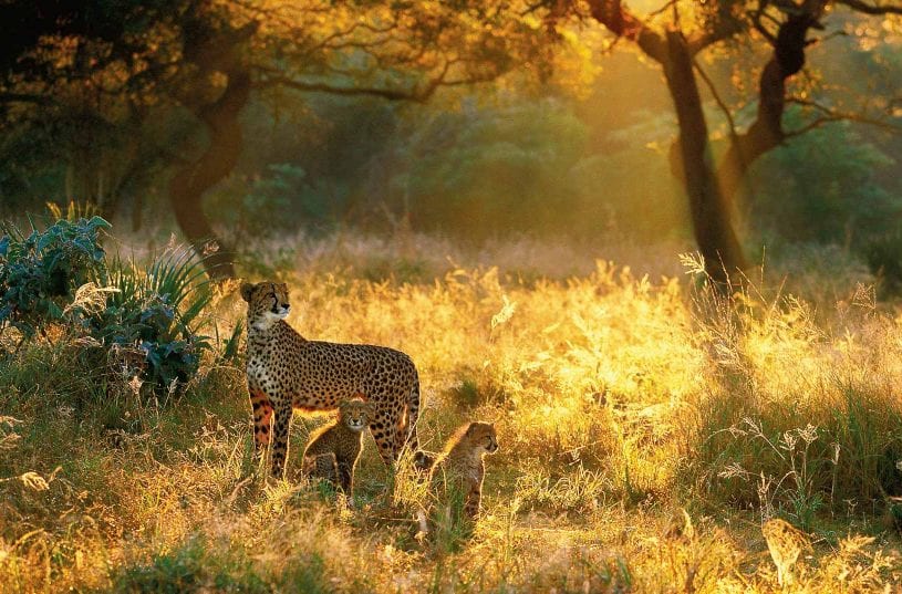 Serengeti to Zanzibar Safari