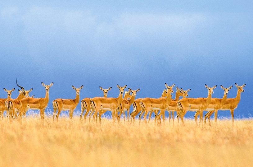 From the Serengeti to the Seychelles